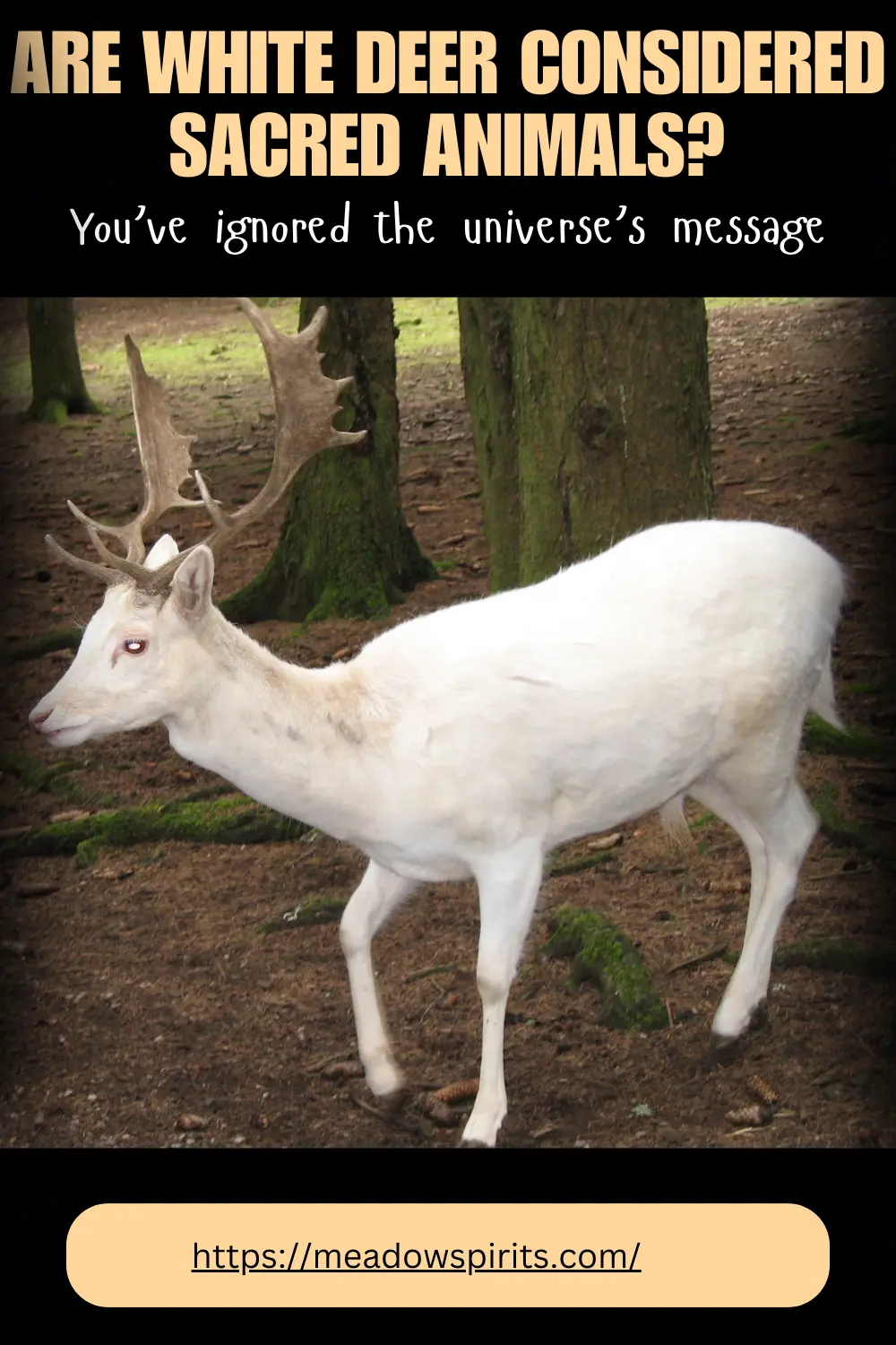 Are white deer sacred