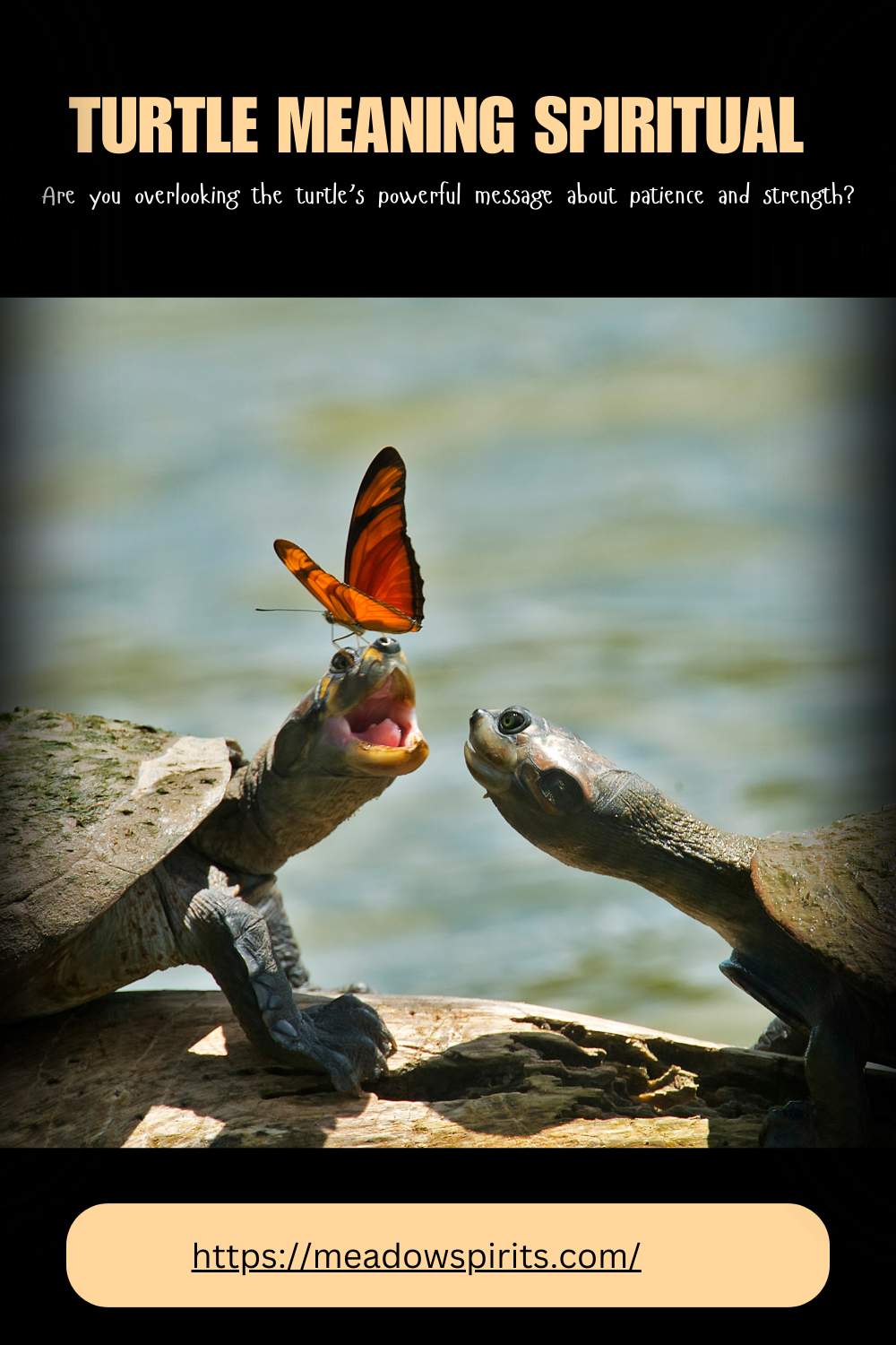 turtle meaning spiritual