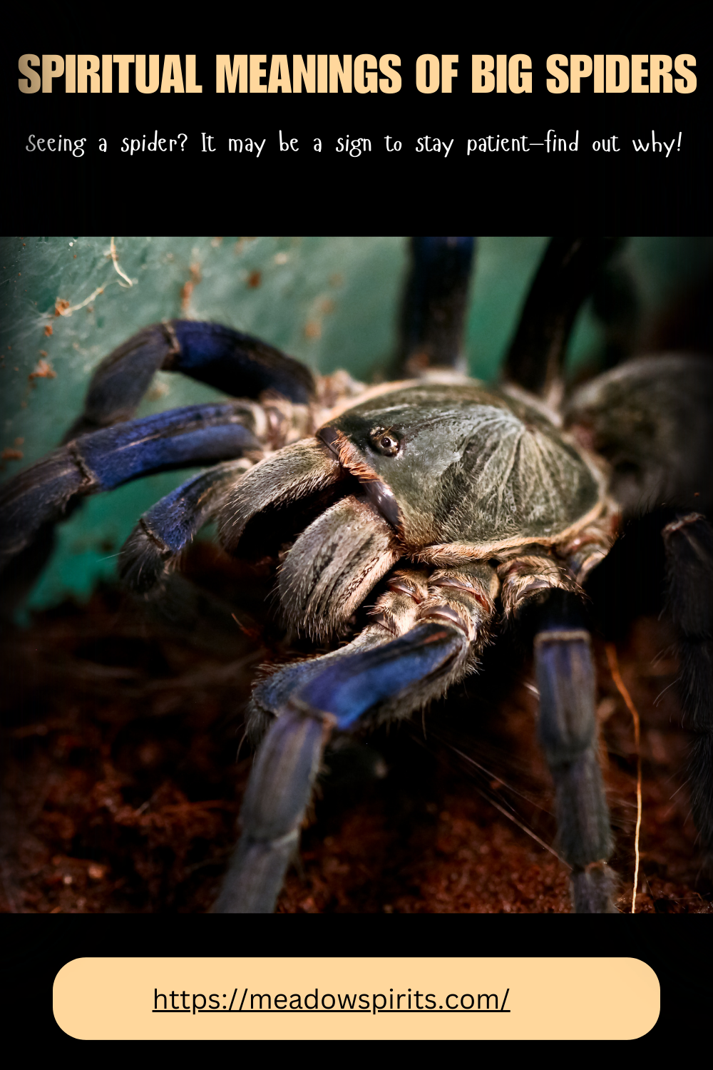 spider symbolism