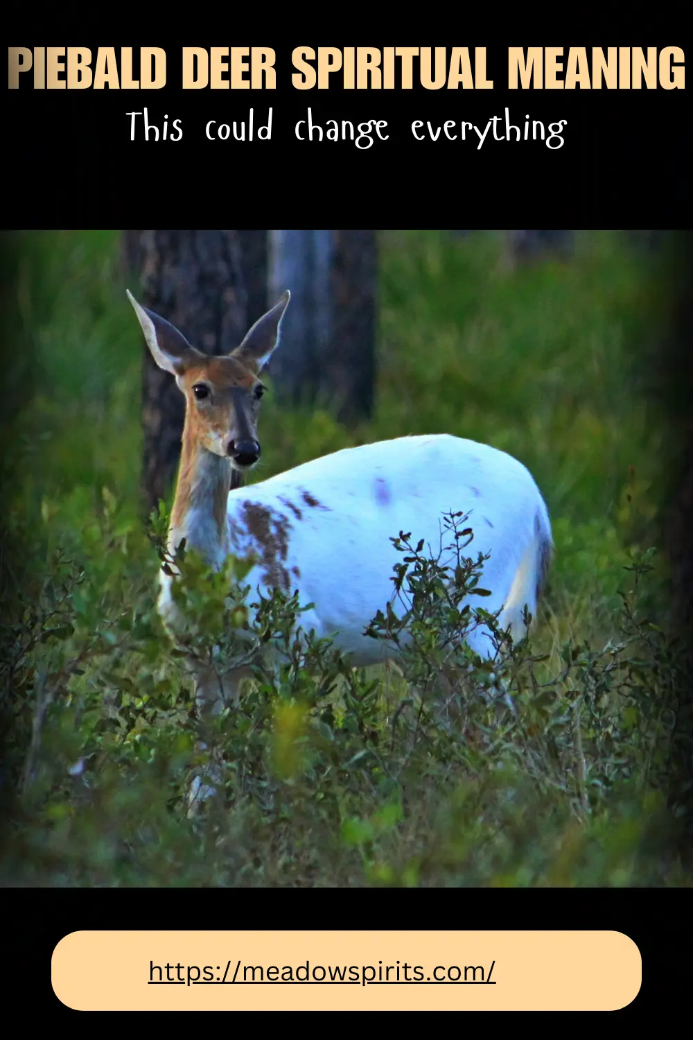 Piebald Deer Spiritual Meaning