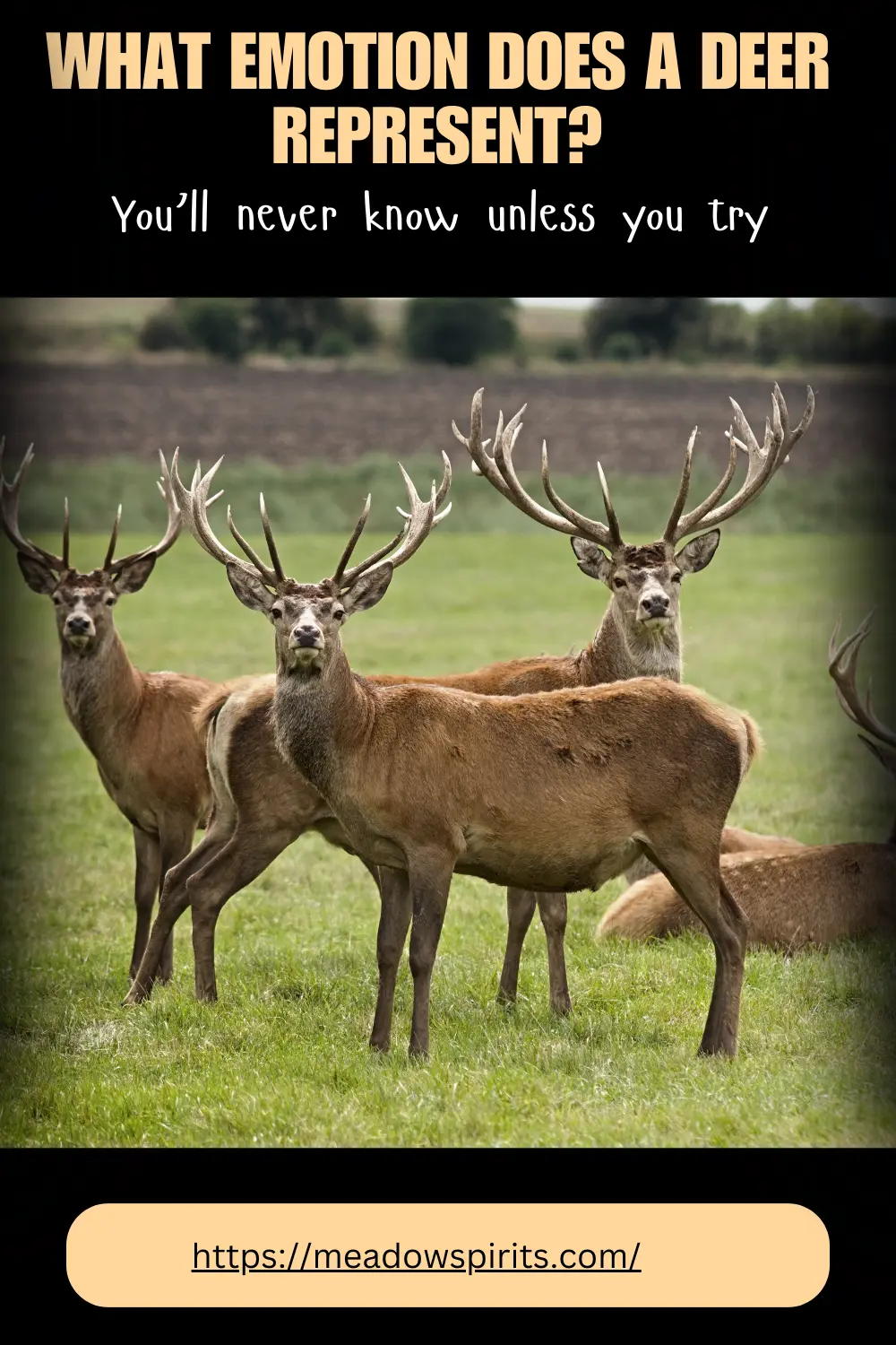 What emotion does a deer represent