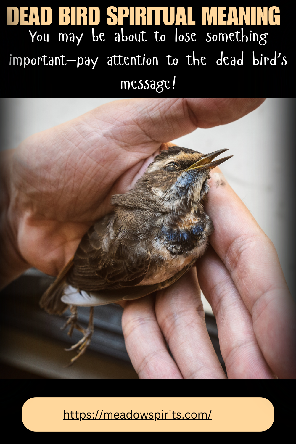 dead bird spiritual meaning