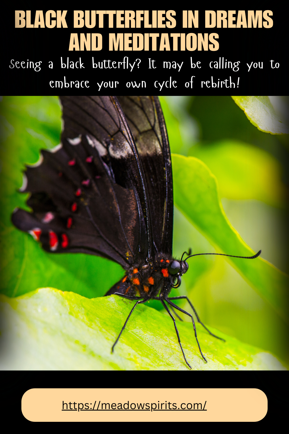spiritual meaning of a black butterfly