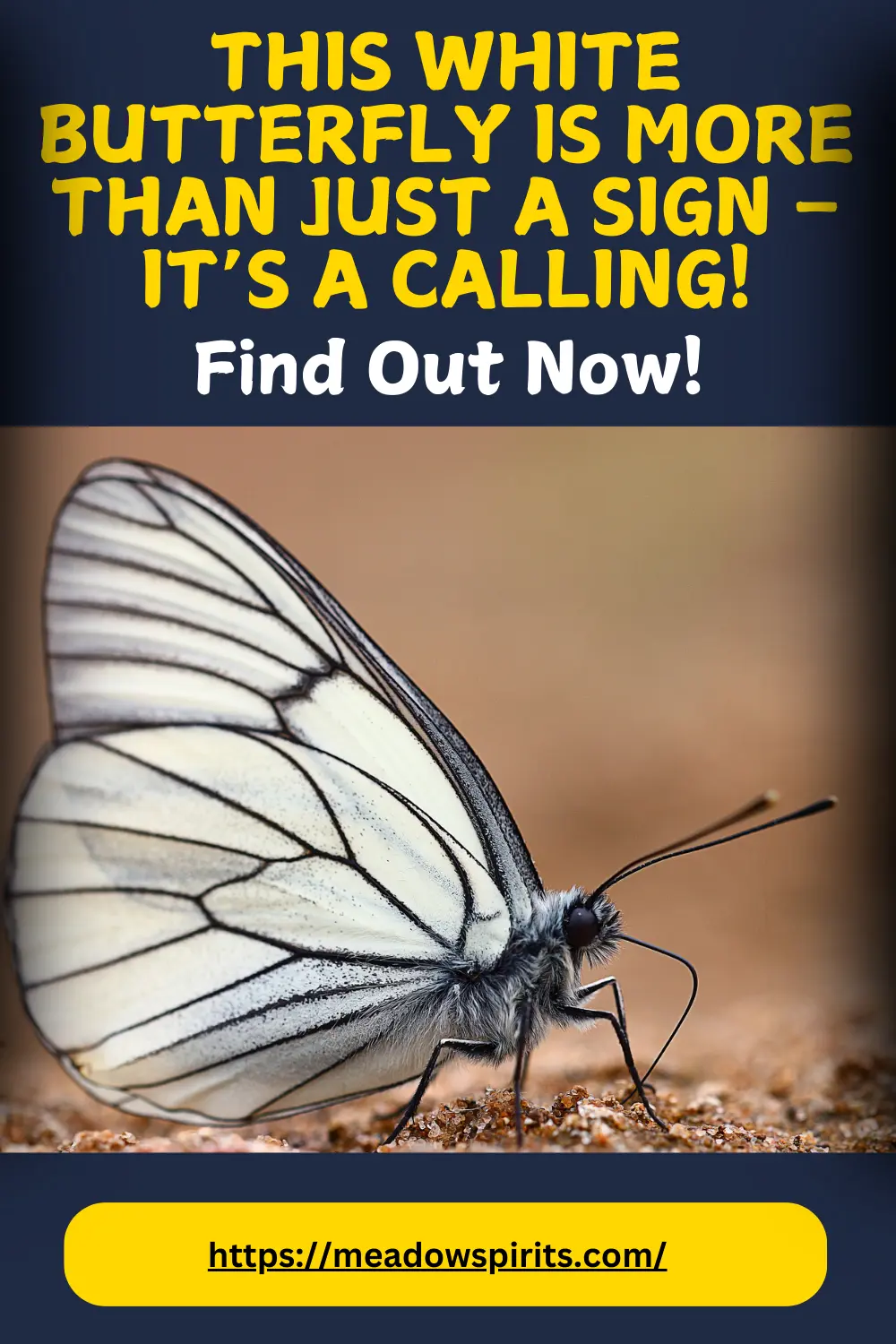 what does it mean when you see a white butterfly spiritual