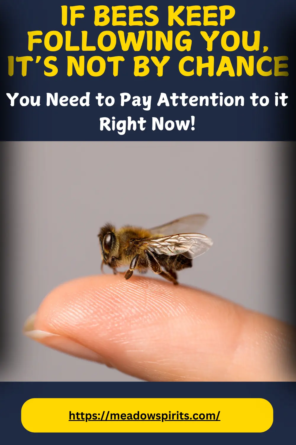 why do bees keep following me spiritual meaning