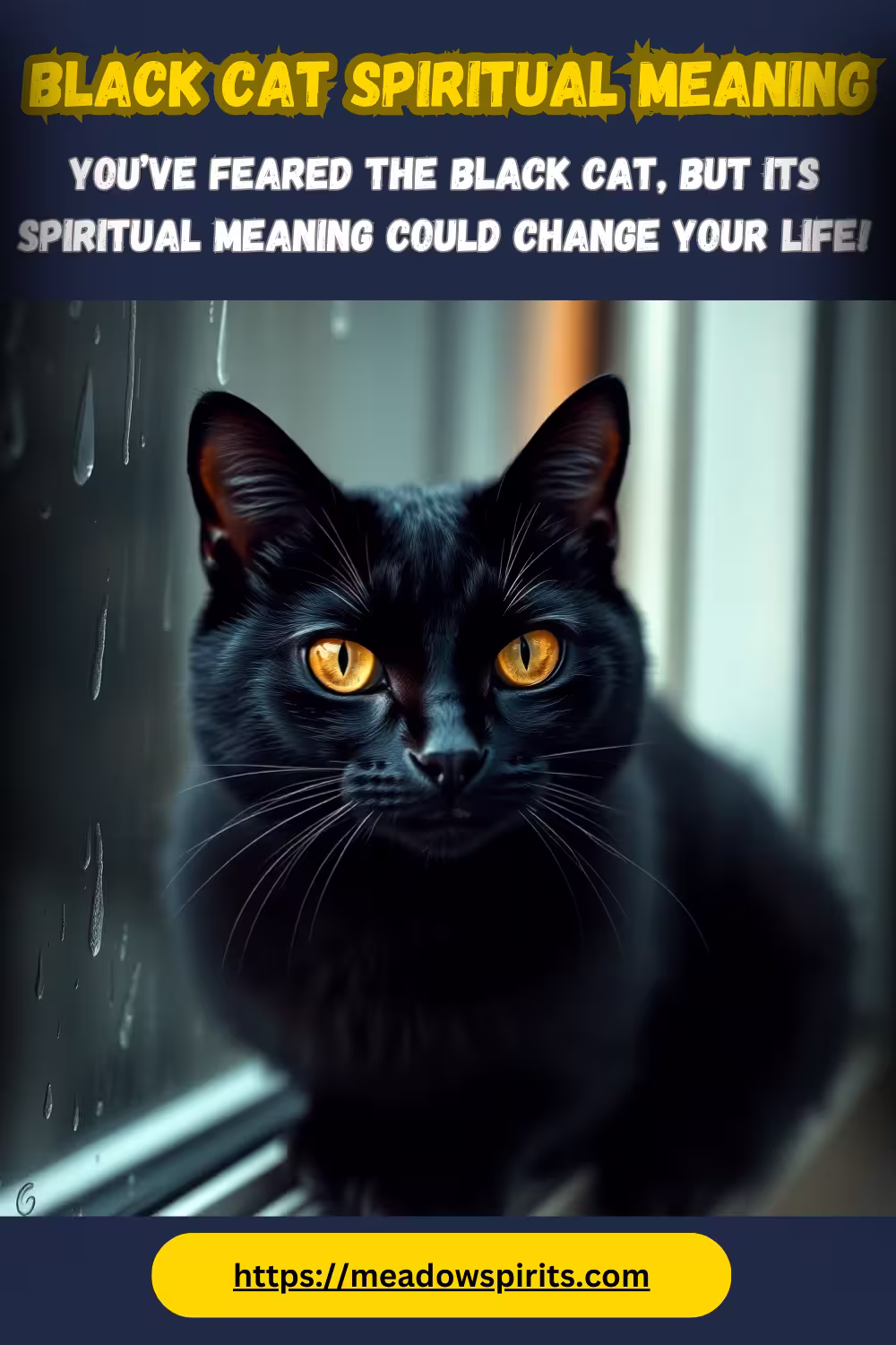 black cat meaning
