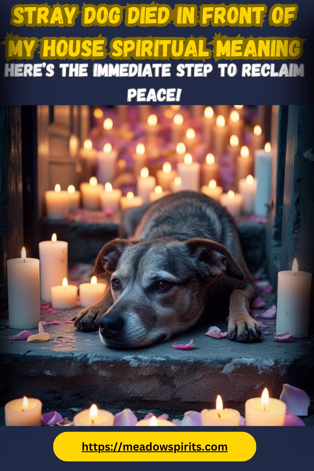stray dog died in front of my house spiritual meaning